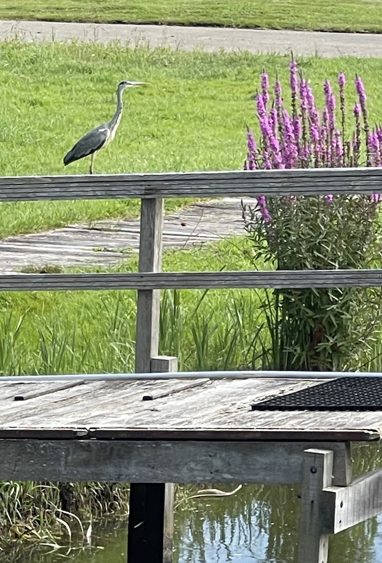 10 Reiger aankomst