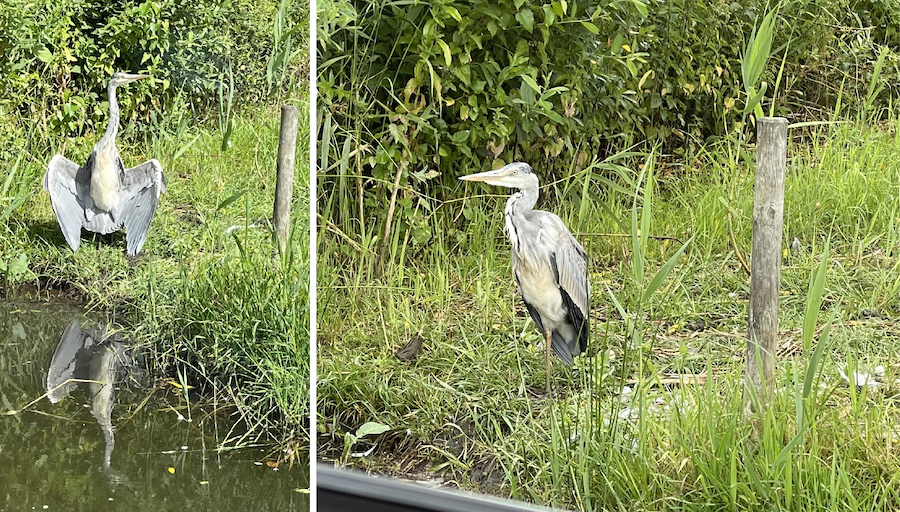 reiger