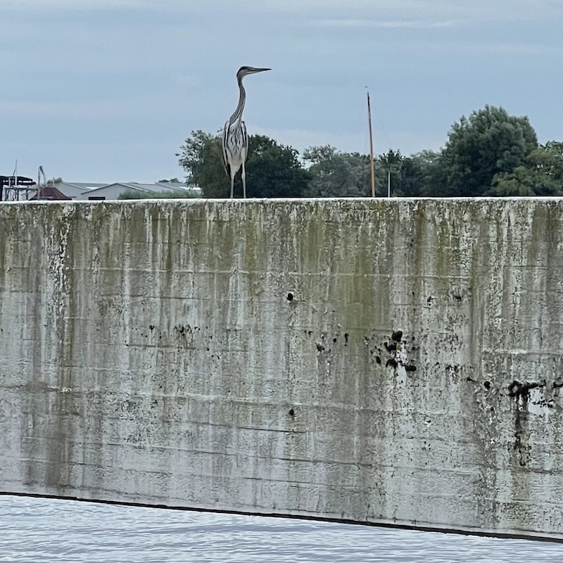 8 reiger meerval